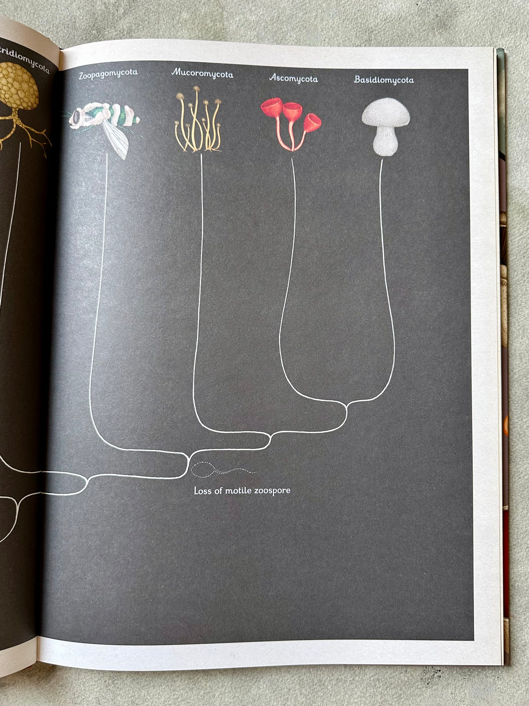 "Fungarium" by Katie Scott and Ester Gaya