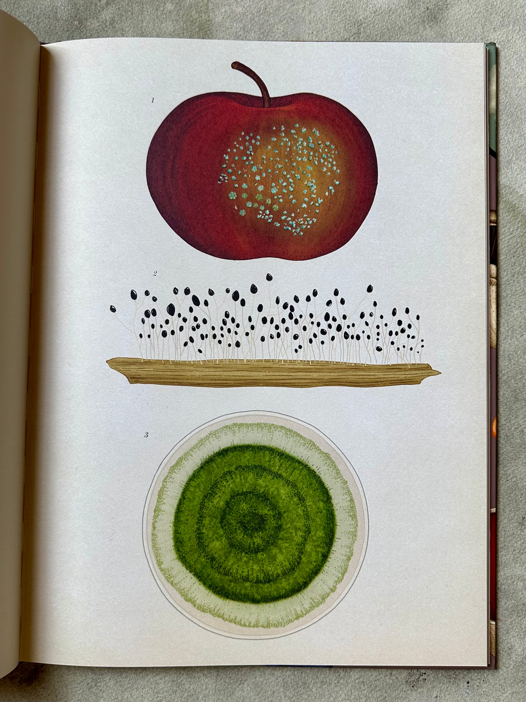 "Fungarium" by Katie Scott and Ester Gaya