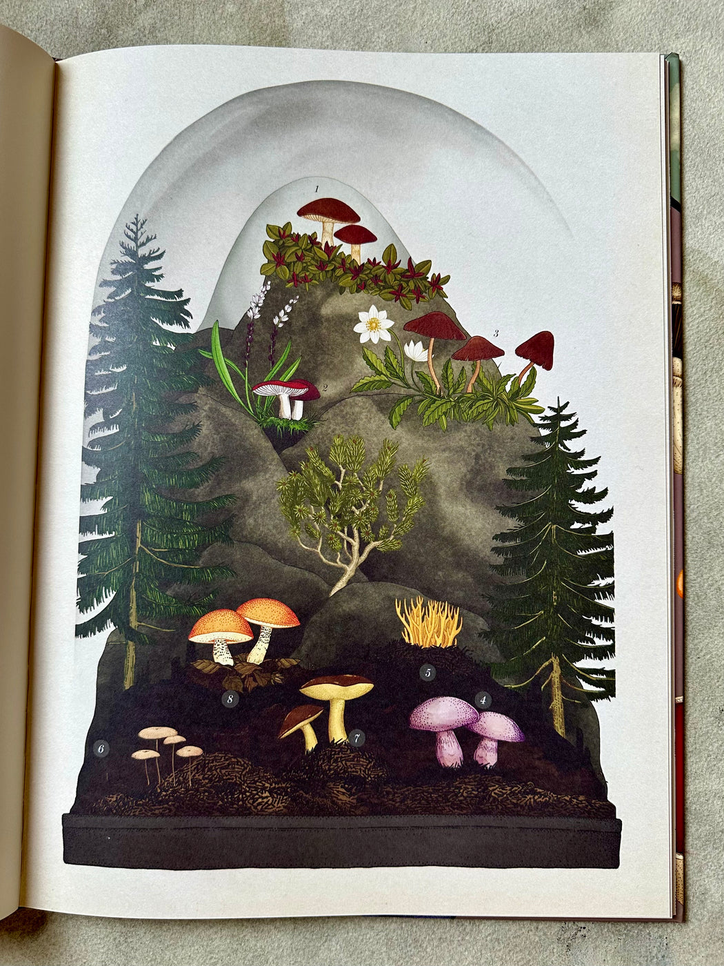 "Fungarium" by Katie Scott and Ester Gaya