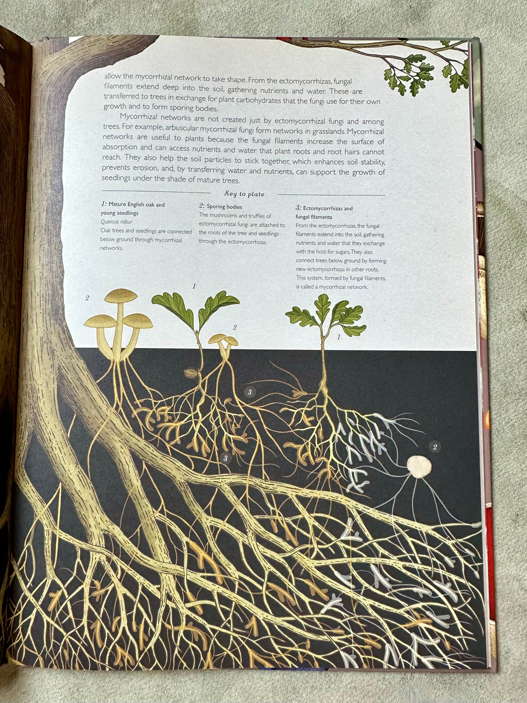 "Fungarium" by Katie Scott and Ester Gaya