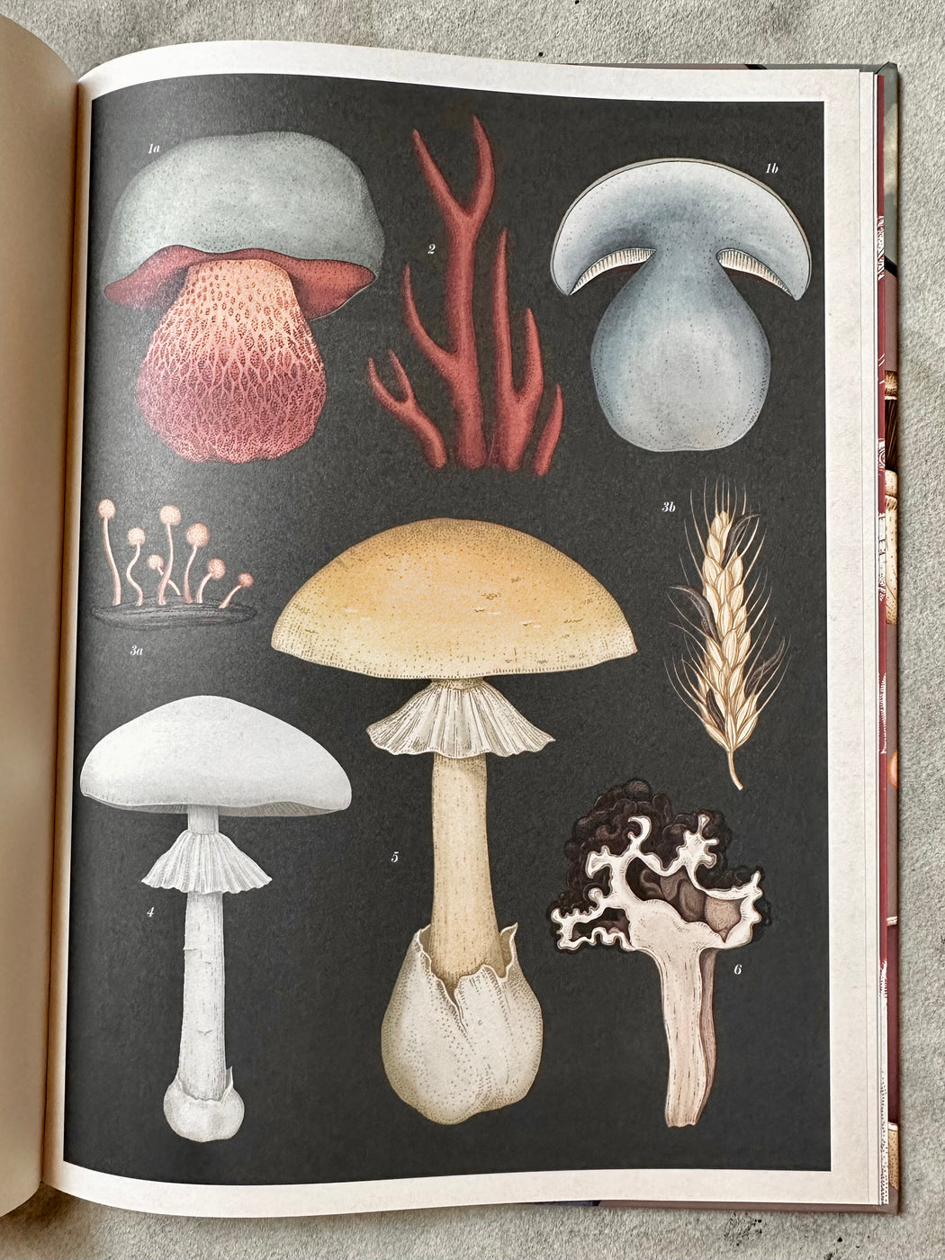 "Fungarium" by Katie Scott and Ester Gaya