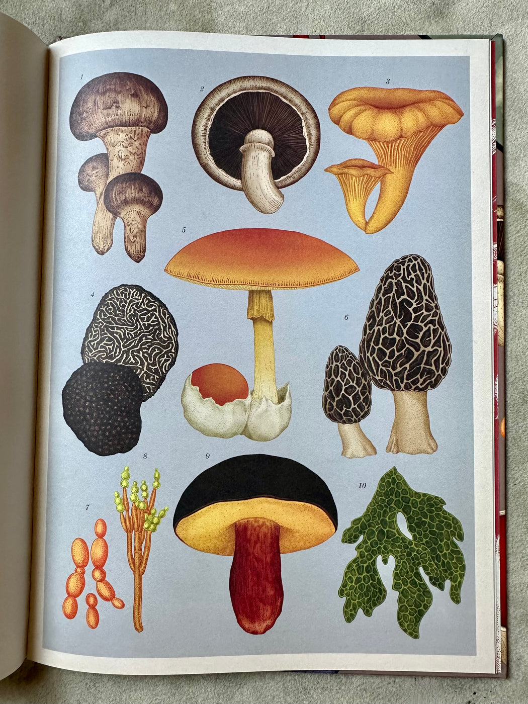 "Fungarium" by Katie Scott and Ester Gaya
