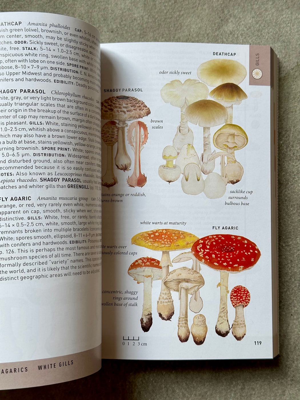 "Peterson Field Guid to Mushrooms, Second Edition"