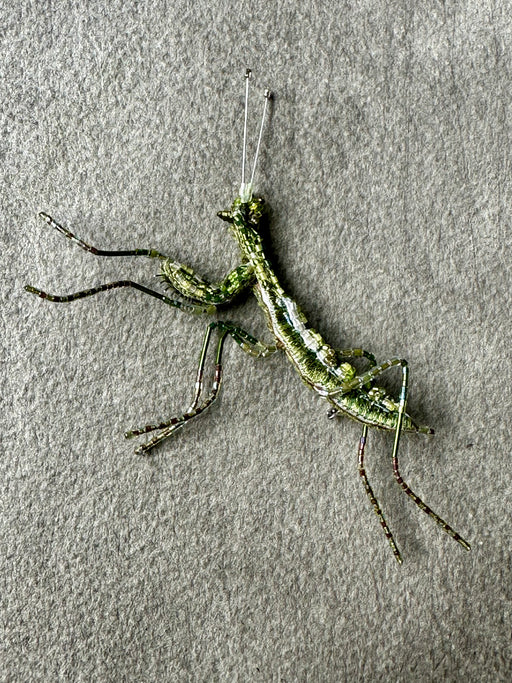 "Green Mantid" Brooch by Trovelore